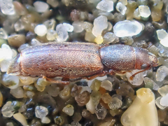 Phyconomus marinus