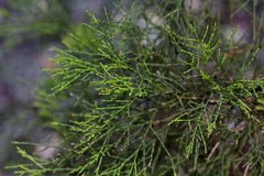 Callitris endlicheri