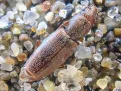 Phyconomus marinus