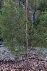 Callitris endlicheri