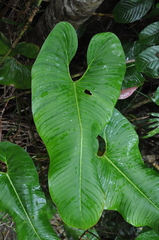 Philodendron thalassicum