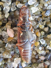 Phyconomus marinus