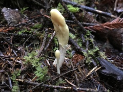 Trichoderma leucopus