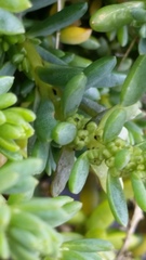 Suaeda novae-zelandiae
