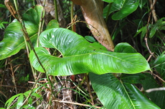 Philodendron thalassicum