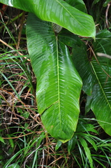 Philodendron thalassicum