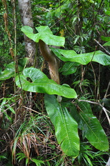 Philodendron thalassicum