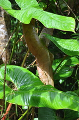 Philodendron thalassicum