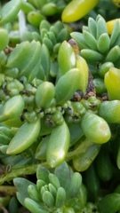 Suaeda novae-zelandiae