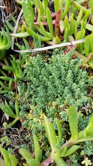 Suaeda novae-zelandiae