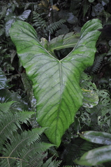 Anthurium ochranthum