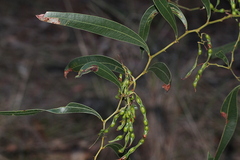 Acacia fasciculifera