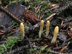 Trichoderma leucopus
