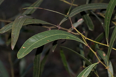 Acacia fasciculifera