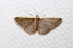 Idaea inversata