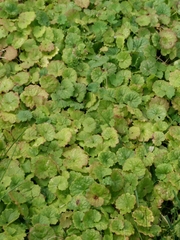 Glechoma hederacea