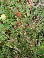 Arenaria serpyllifolia