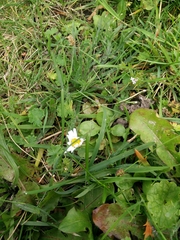 Bellis perennis