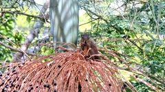 Sciurus aestuans ingrami