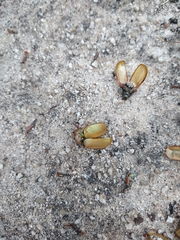 Anoplognathus suturalis