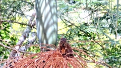 Sciurus aestuans ingrami