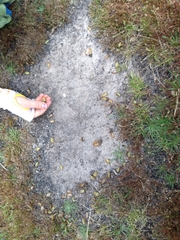 Anoplognathus suturalis