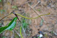 Anthurium acutangulum