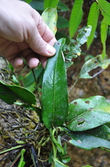 Anthurium acutangulum