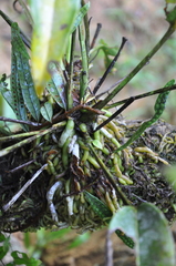 Anthurium acutangulum