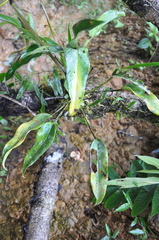 Anthurium acutangulum