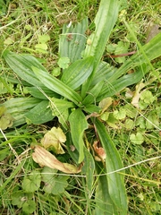 Plantago lanceolata