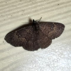 Eulepidotinae