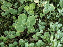 Trifolium repens