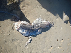 Totoaba macdonaldi