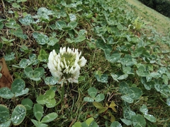 Trifolium repens