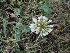 Trifolium repens