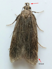 Helcystogramma hystricella