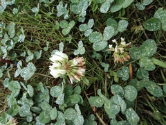 Trifolium repens