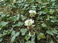 Trifolium repens