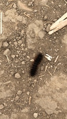 Pseudohemihyalea edwardsii