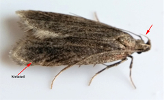 Helcystogramma hystricella