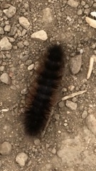 Pseudohemihyalea edwardsii