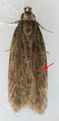 Helcystogramma hystricella