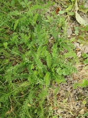 Achillea millefolium