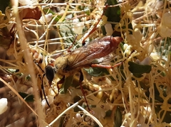 Sphex latreillei