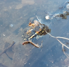 Rhinella atacamensis