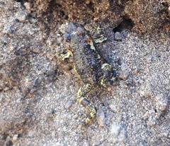 Rhinella atacamensis