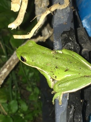 Hyla cinerea
