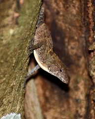 Anolis allogus