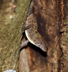 Anolis allogus